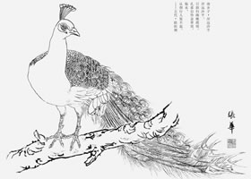 白描孔雀的畫法要點(diǎn)