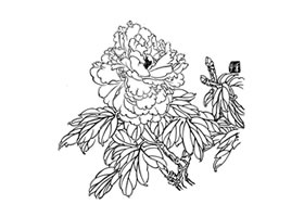 白描牡丹畫法步驟