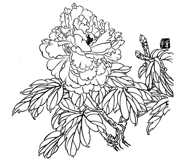 白描牡丹畫法步驟