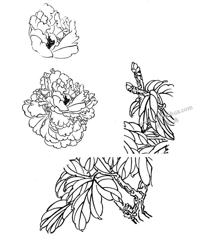 白描牡丹畫法