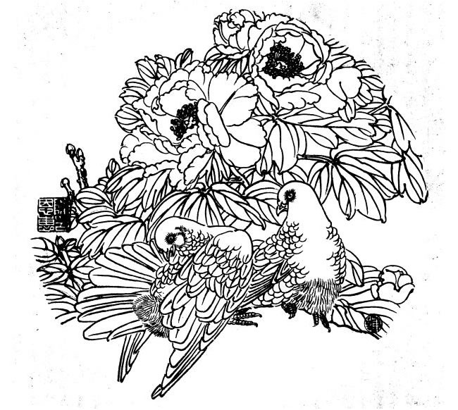 鴿子白描畫法