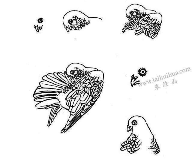 鴿子白描畫法步驟