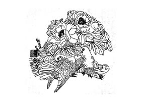 鴿子白描畫法