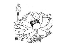 荷花白描畫法