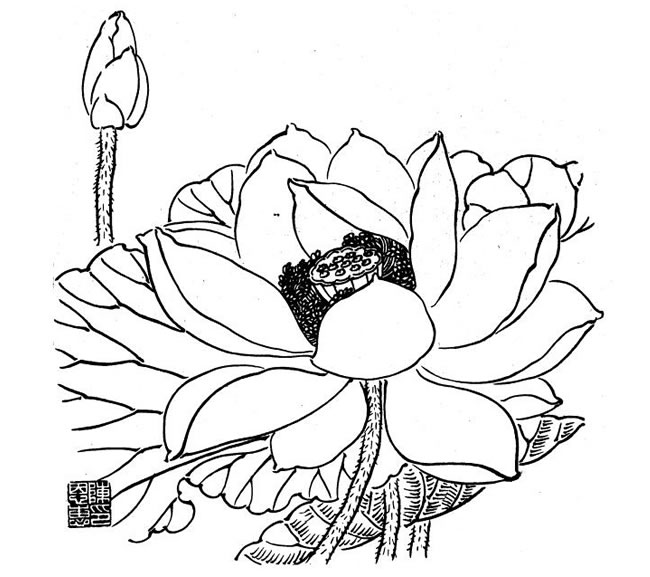 荷花白描畫法