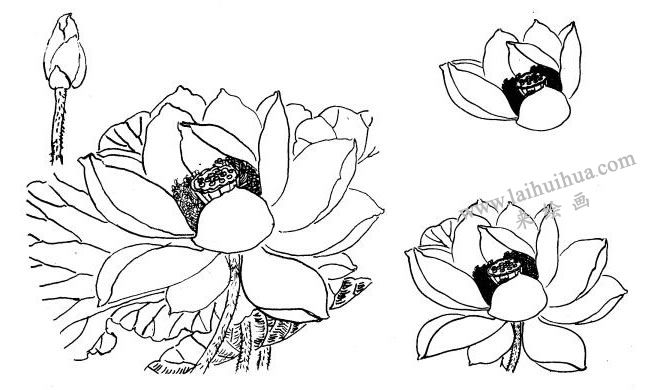 荷花白描畫法步驟