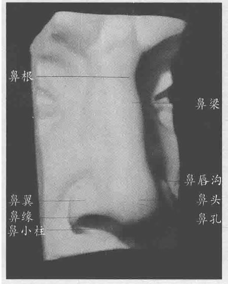 石膏鼻子素描畫法