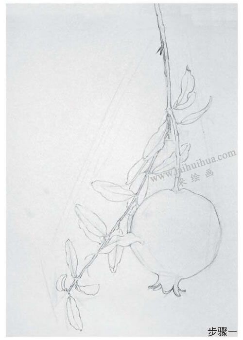 石榴素描畫法步驟01