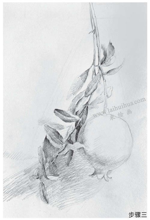 石榴素描畫法步驟03