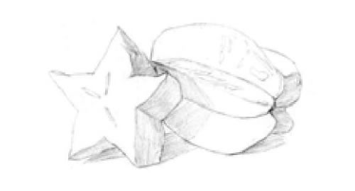 陽桃素描畫法步驟01