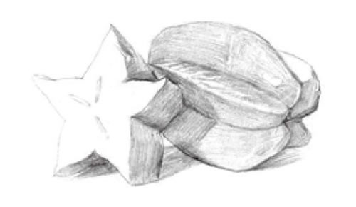 陽桃素描畫法步驟02