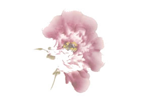 粉紅牡丹花側(cè)面寫意畫法