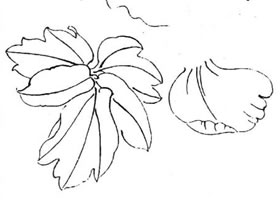 工筆牡丹線描教程
