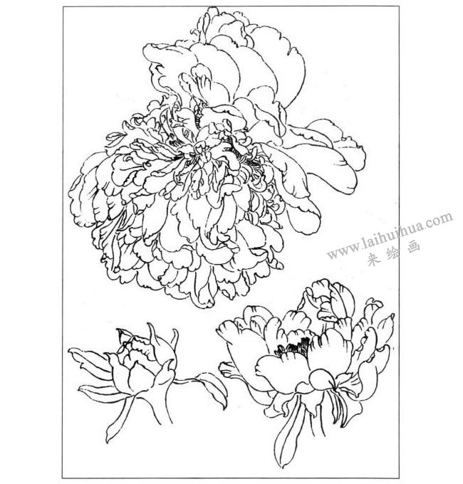 牡丹線描示意圖二
