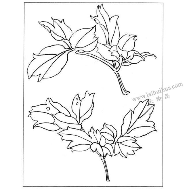 牡丹線描示意圖三