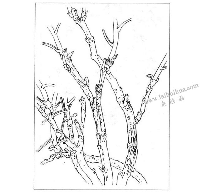 牡丹線描示意圖三