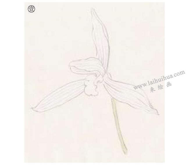 蘭花工筆畫(huà)法步驟01
