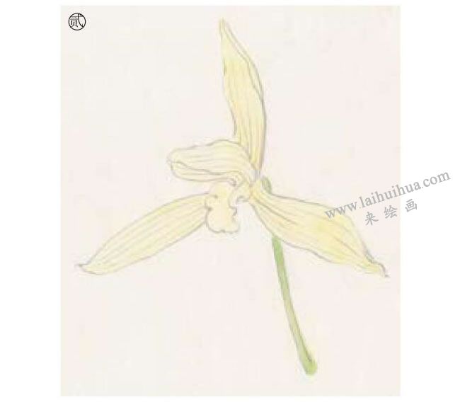 蘭花工筆畫(huà)法步驟02