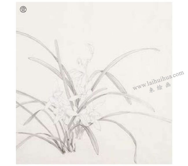 蘭花工筆畫法步驟01
