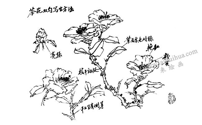 茶花的結(jié)構(gòu)圖