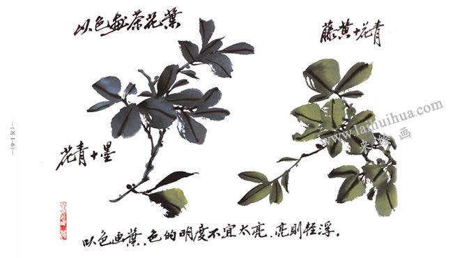 以色畫茶花葉