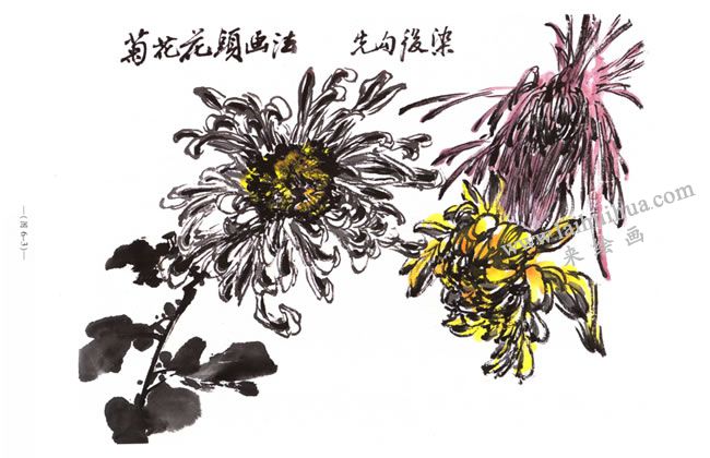 菊花花頭的畫法
