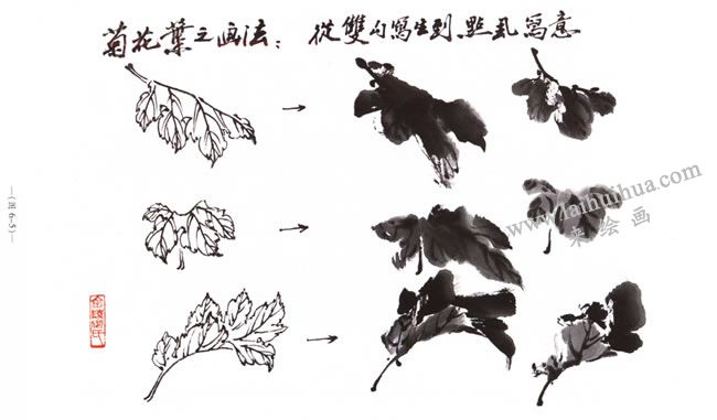 菊花花葉的畫法