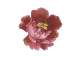 粉色牡丹花畫法