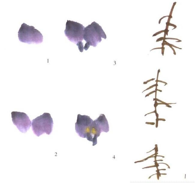 紫色紫藤花的畫法