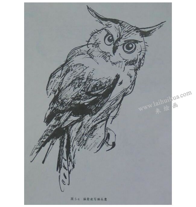 猛禽速寫貓頭鷹作品