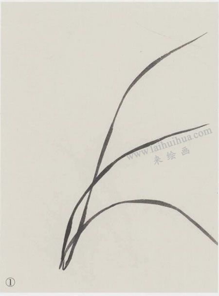 國(guó)畫(huà)蘭花的范畫(huà)畫(huà)法寫(xiě)生步驟01