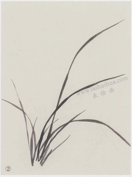 國(guó)畫(huà)蘭花的范畫(huà)畫(huà)法寫(xiě)生步驟02