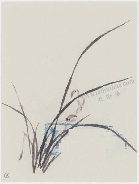 國(guó)畫(huà)蘭花的范畫(huà)畫(huà)法寫(xiě)生步驟03