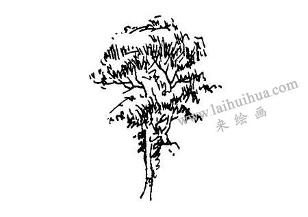速寫(xiě)畫(huà)樹(shù)步驟02