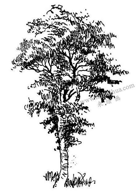 速寫(xiě)畫(huà)樹(shù)步驟03