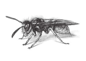 黃蜂的素描畫(huà)法步驟