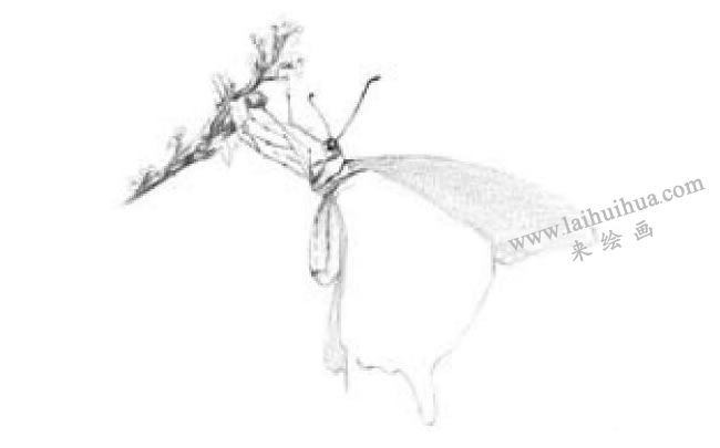 蝴蝶的素描畫法步驟03