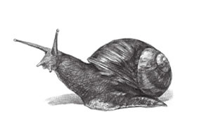 蝸牛素描畫(huà)法（二）