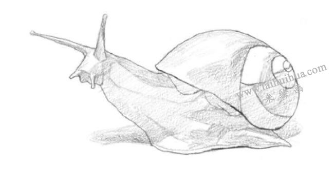 蝸牛素描畫法步驟02