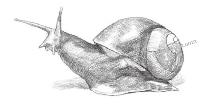 蝸牛素描畫法步驟03