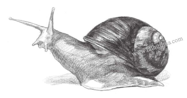 蝸牛素描畫法步驟04