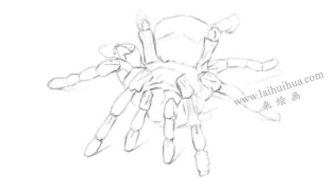 蜘蛛的素描畫法步驟02