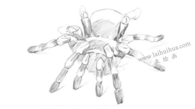 蜘蛛的素描畫法步驟03