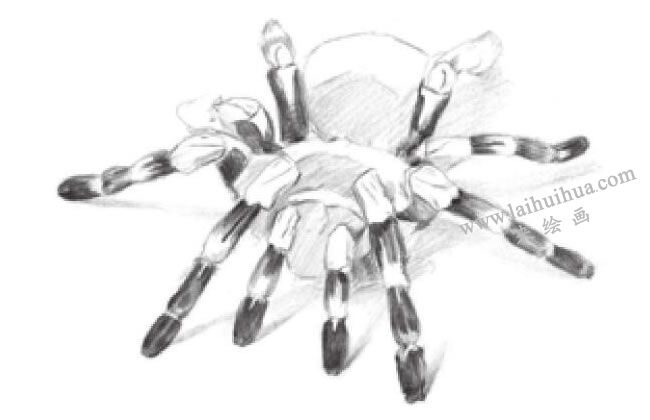 蜘蛛的素描畫法步驟04