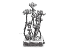 虹之玉素描畫(huà)法步驟