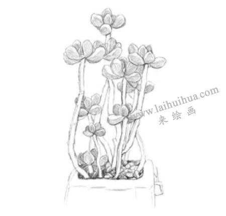虹之玉素描畫(huà)法步驟03