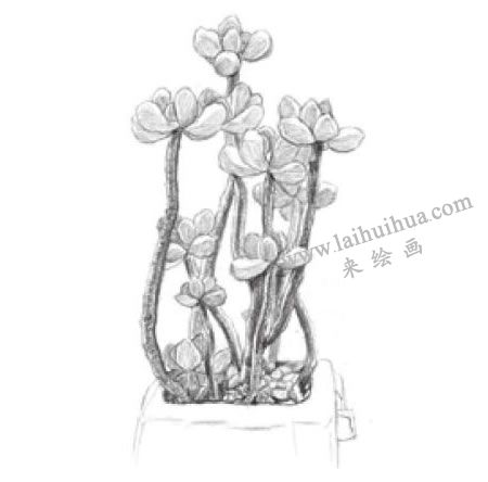 虹之玉素描畫(huà)法步驟04