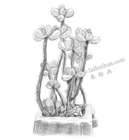 虹之玉素描畫(huà)法步驟05