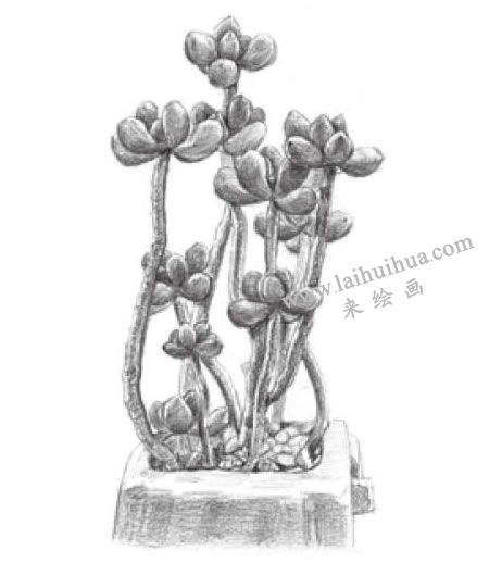 虹之玉素描畫(huà)法步驟06