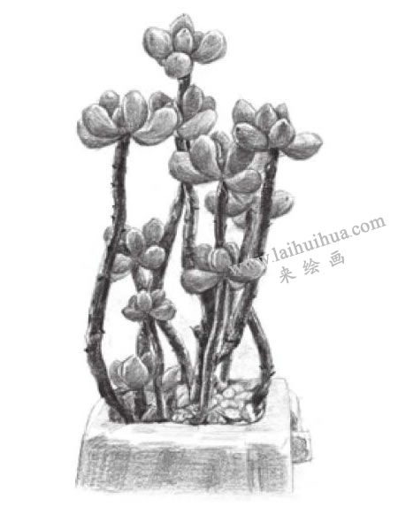 虹之玉素描畫(huà)法步驟07